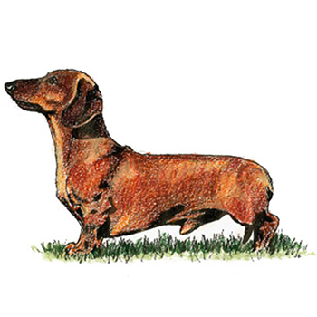 Dachshund - Miniature Smooth Haired - Click Image to Close
